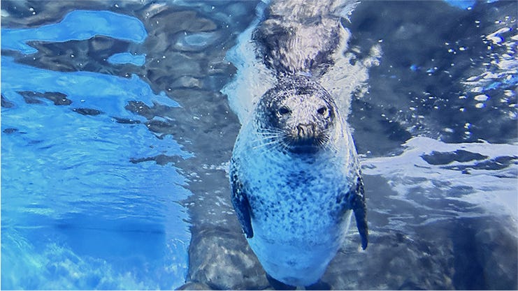 Spotted Seal